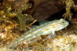 Blenny, D300, 105VR by Larry Polster 
